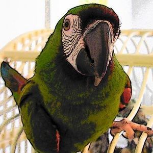 Meet your Posher, Susan